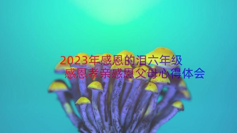 2023年感恩的泪六年级 感恩孝亲感恩父母心得体会(大全11篇)