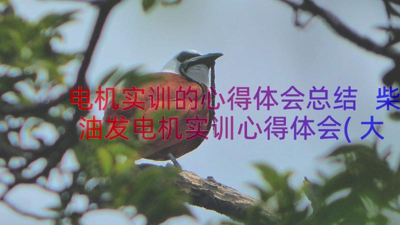 电机实训的心得体会总结 柴油发电机实训心得体会(大全8篇)