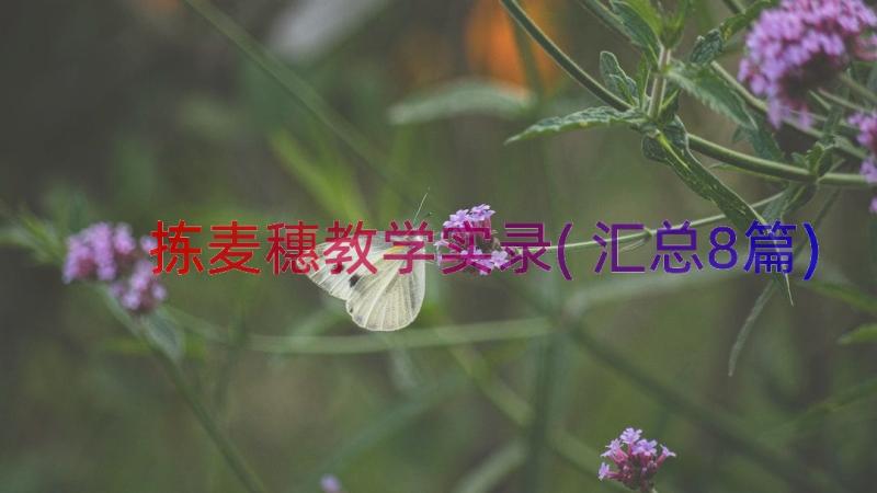 拣麦穗教学实录(汇总8篇)