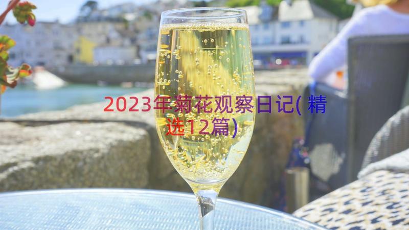 2023年菊花观察日记(精选12篇)