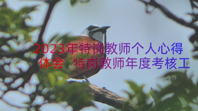 2023年特岗教师个人心得体会 特岗教师年度考核工作总结(汇总17篇)