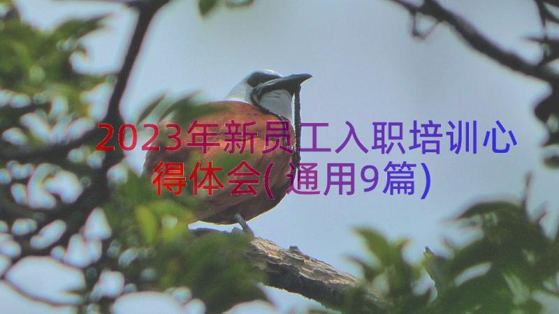 2023年新员工入职培训心得体会(通用9篇)