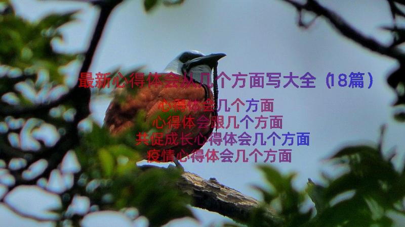 最新心得体会从几个方面写大全（18篇）