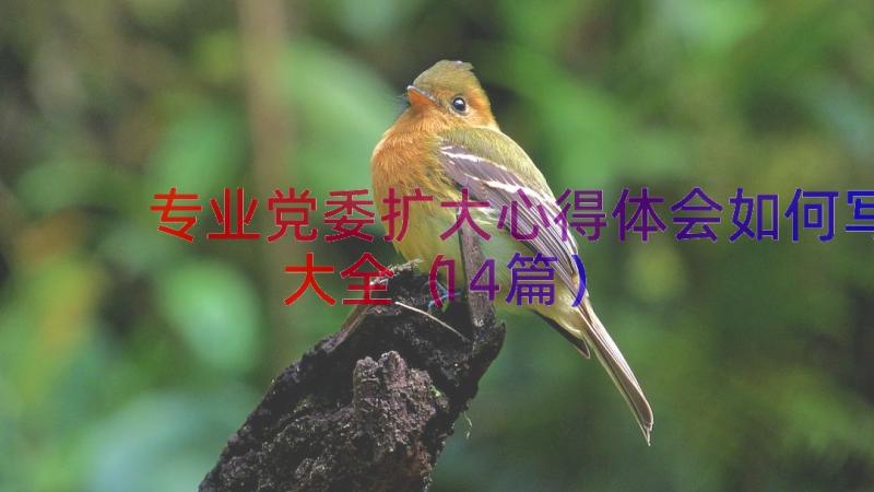 专业党委扩大心得体会如何写大全（14篇）