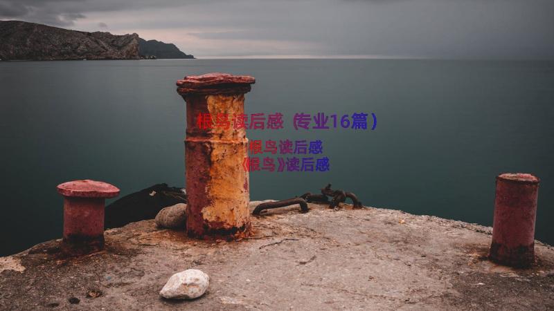 根鸟读后感（专业16篇）