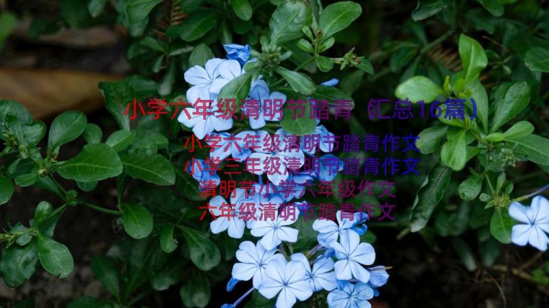 小学六年级清明节踏青（汇总16篇）