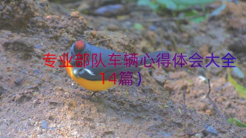 专业部队车辆心得体会大全（14篇）