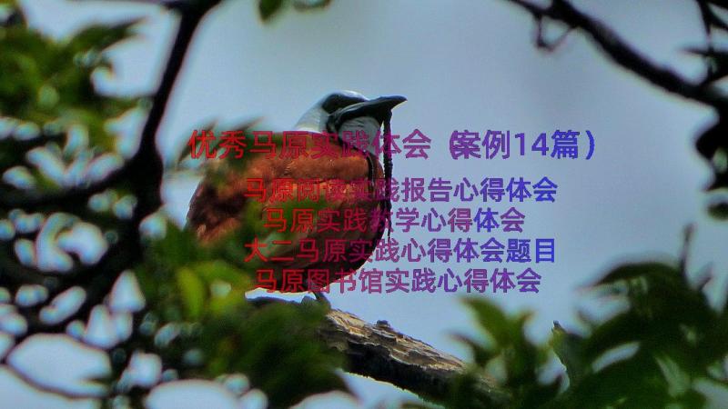 优秀马原实践体会（案例14篇）