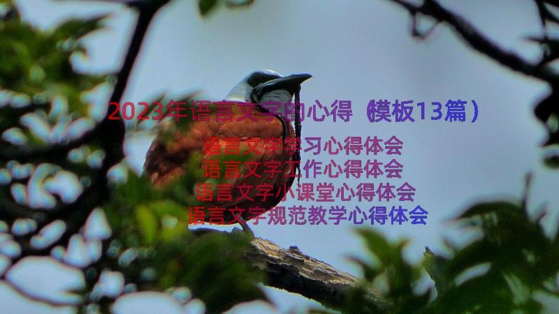 2023年语言文字的心得（模板13篇）