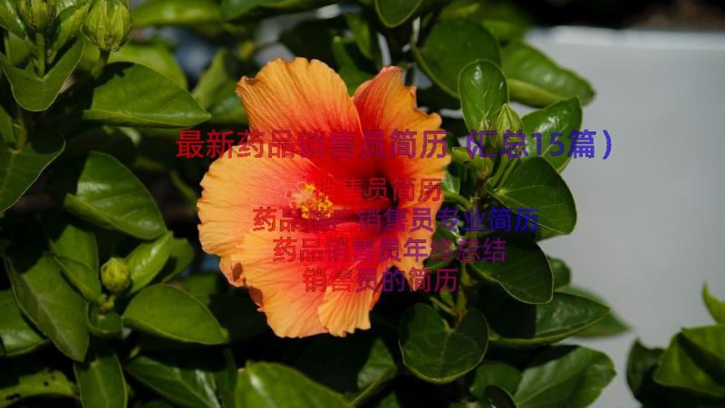 最新药品销售员简历（汇总15篇）