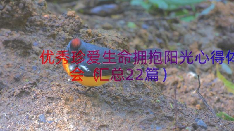 优秀珍爱生命拥抱阳光心得体会（汇总22篇）