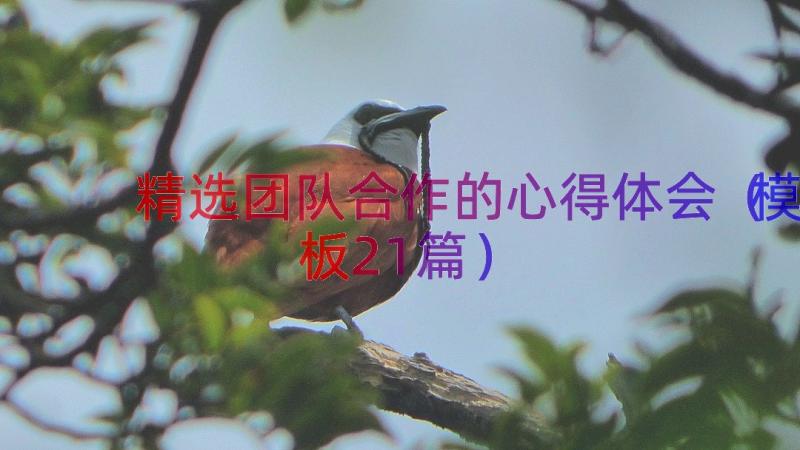 精选团队合作的心得体会（模板21篇）