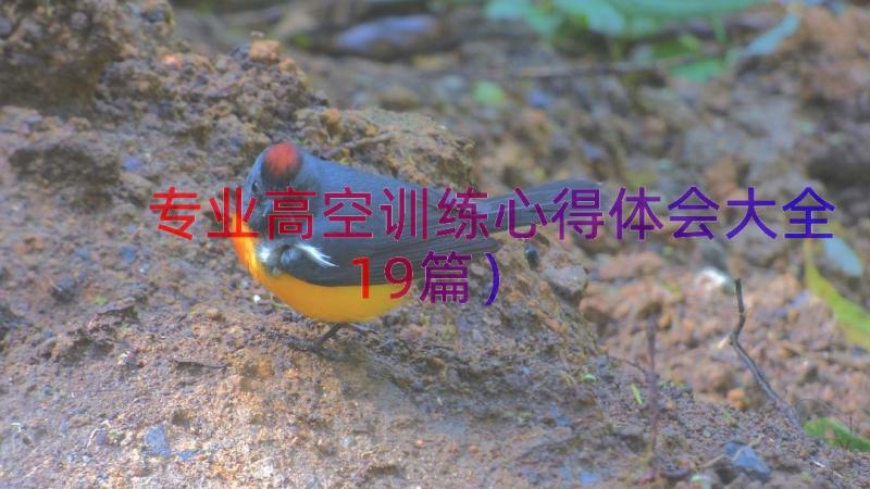 专业高空训练心得体会大全（19篇）