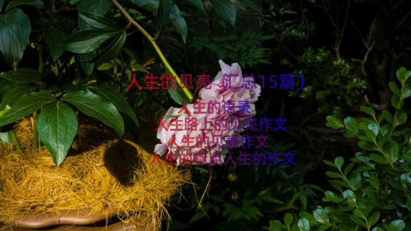 人生的贝壳（汇总15篇）