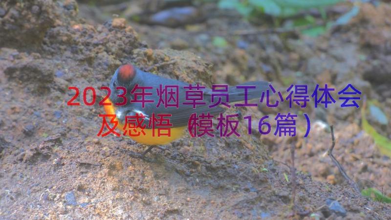 2023年烟草员工心得体会及感悟（模板16篇）