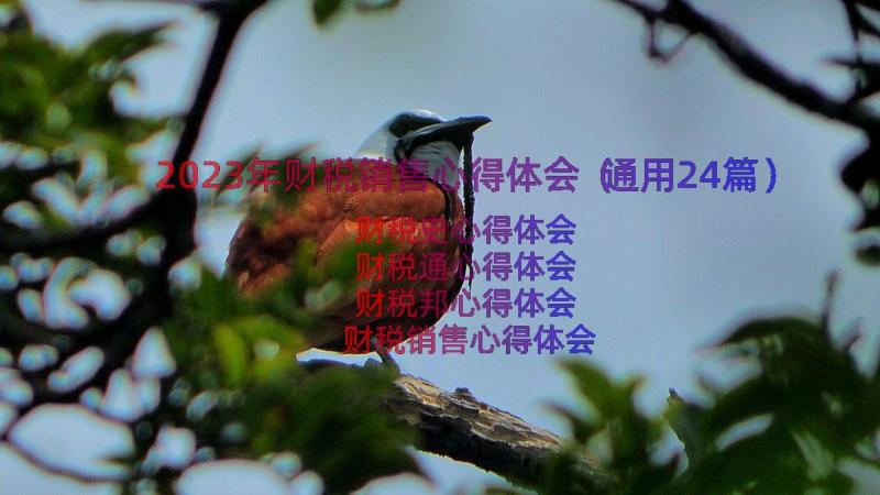 2023年财税销售心得体会（通用24篇）