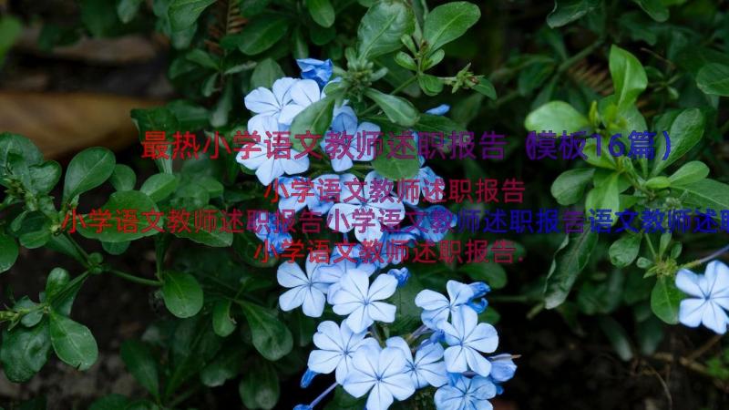 最热小学语文教师述职报告（模板16篇）