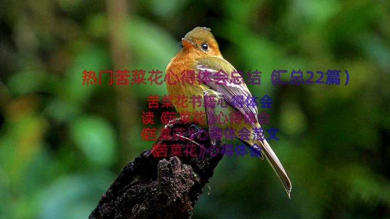 热门苦菜花心得体会总结（汇总22篇）