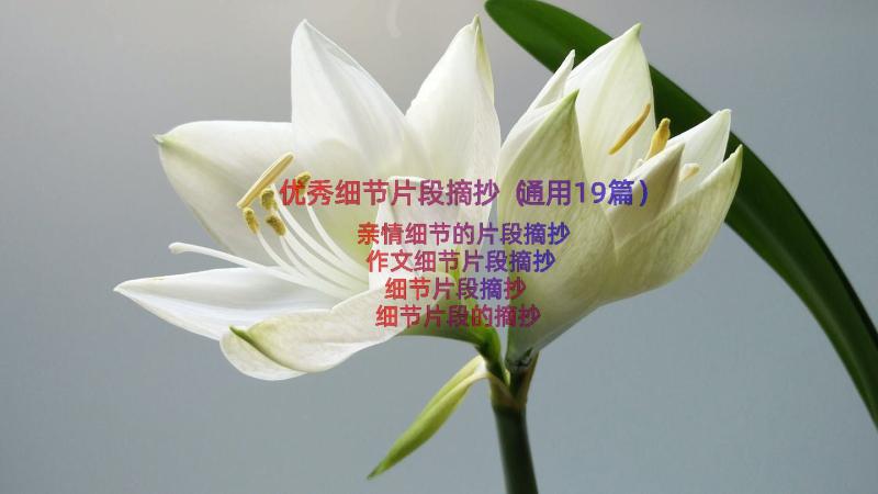 优秀细节片段摘抄（通用19篇）