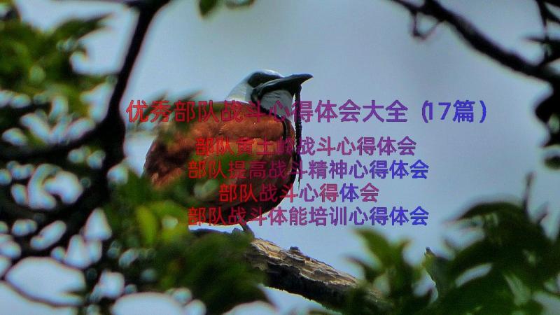 优秀部队战斗心得体会大全（17篇）