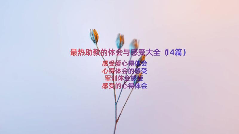 最热助教的体会与感受大全（14篇）