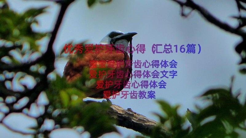 优秀爱护牙齿心得（汇总16篇）