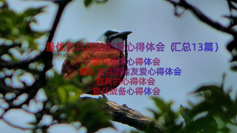 最优官兵团结友爱心得体会（汇总13篇）