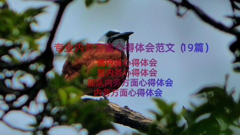 专业内务方面心得体会范文（19篇）