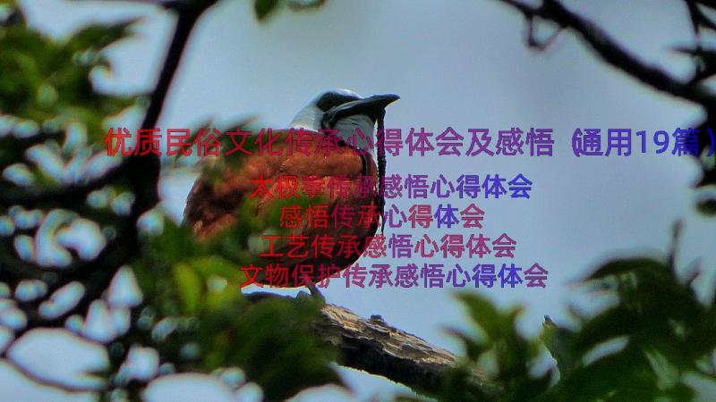 优质民俗文化传承心得体会及感悟（通用19篇）