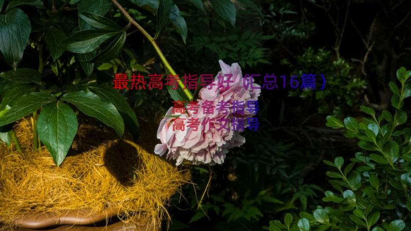 最热高考指导好（汇总16篇）