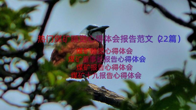 热门煤矿睡觉心得体会报告范文（22篇）