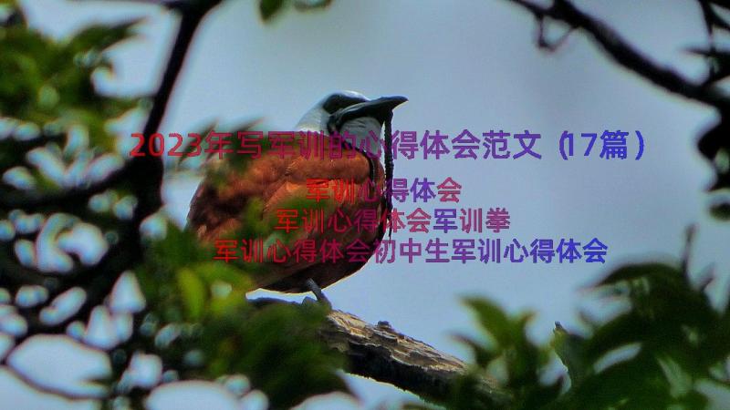 2023年写军训的心得体会范文（17篇）