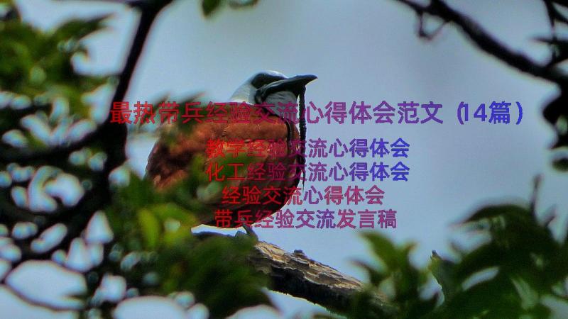 最热带兵经验交流心得体会范文（14篇）