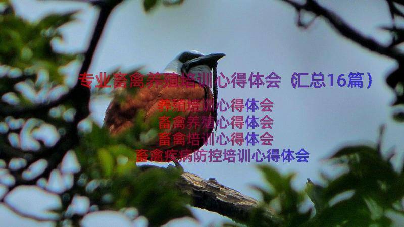 专业畜禽养殖培训心得体会（汇总16篇）