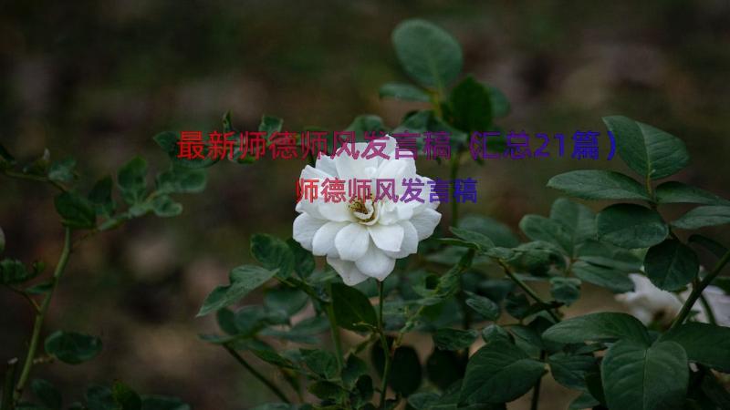 最新师德师风发言稿（汇总21篇）