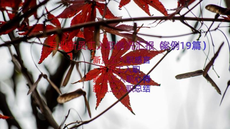 专业新员工入职情况汇报（案例19篇）