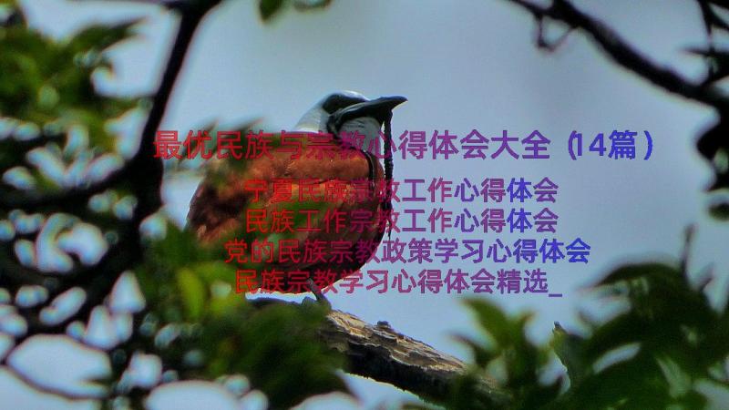 最优民族与宗教心得体会大全（14篇）