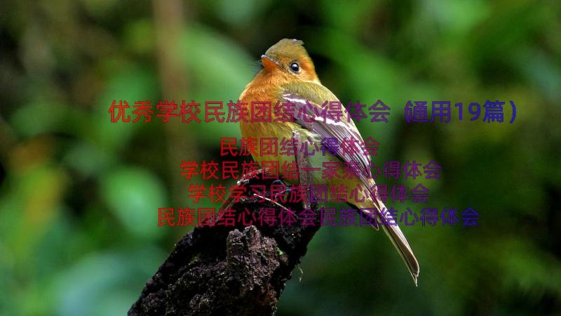 优秀学校民族团结心得体会（通用19篇）