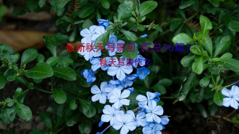 最新秋天写景初（汇总16篇）