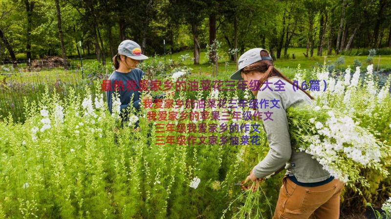 最热我爱家乡的油菜花三年级大全（16篇）