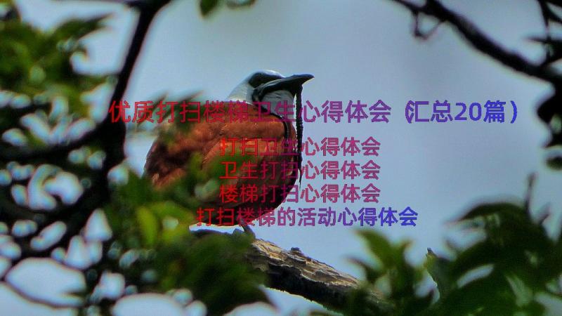 优质打扫楼梯卫生心得体会（汇总20篇）