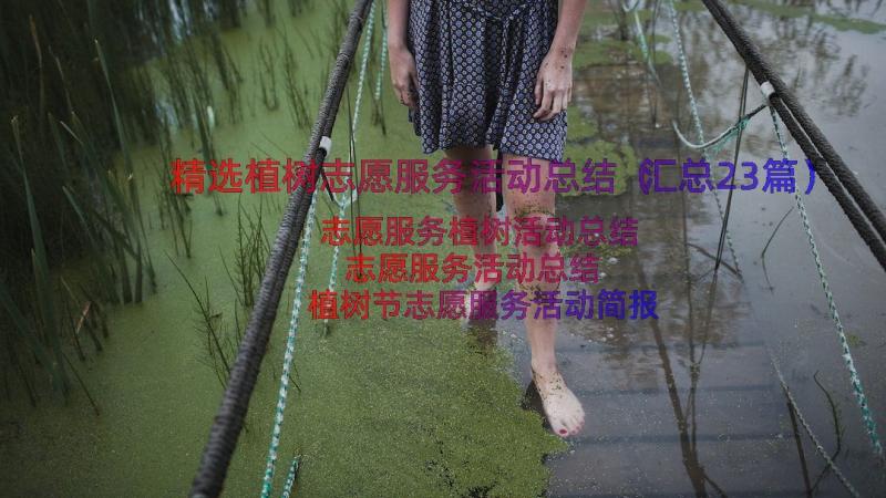 精选植树志愿服务活动总结（汇总23篇）