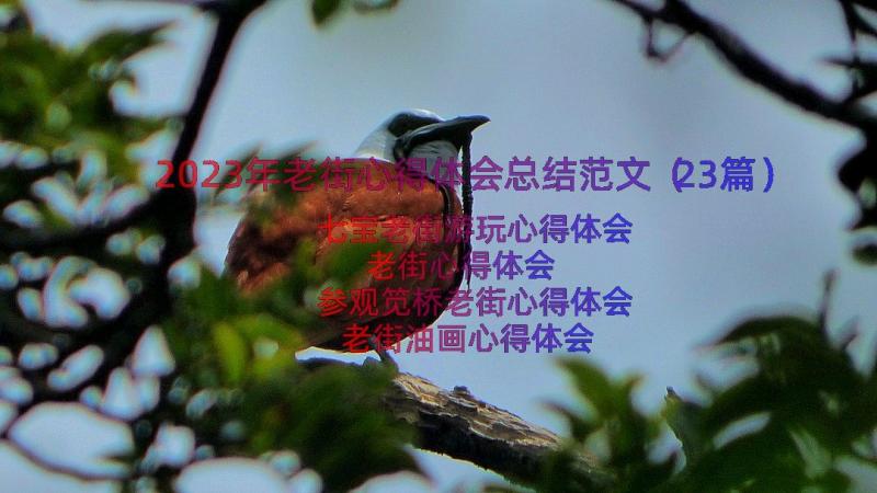 2023年老街心得体会总结范文（23篇）