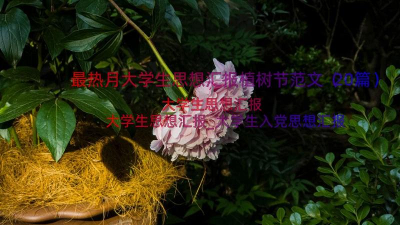 最热月大学生思想汇报植树节范文（20篇）