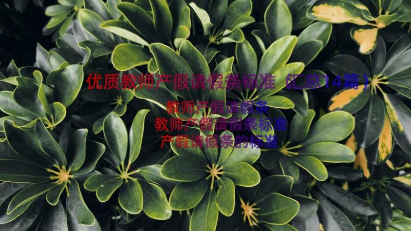 优质教师产假请假条标准（汇总14篇）