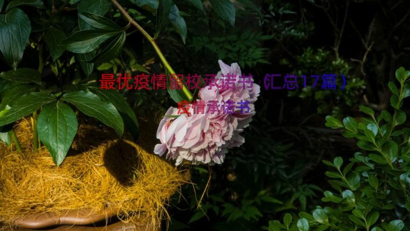 最优疫情留校承诺书（汇总17篇）