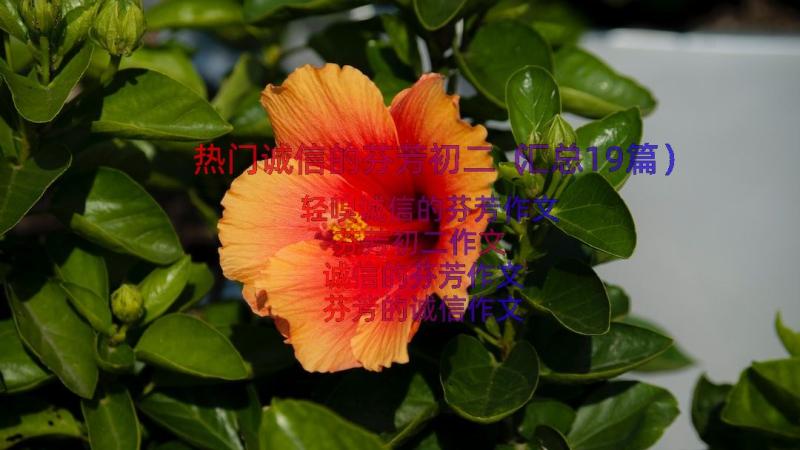 热门诚信的芬芳初二（汇总19篇）