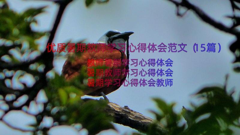 优质暑期教师学习心得体会范文（15篇）