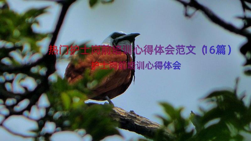 热门护士岗前培训心得体会范文（16篇）