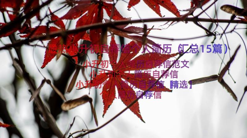 最热小升初自荐信个人简历（汇总15篇）